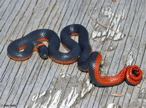 Northwestern Ring Necked Snake Diadophis Punctatus Occidentalis