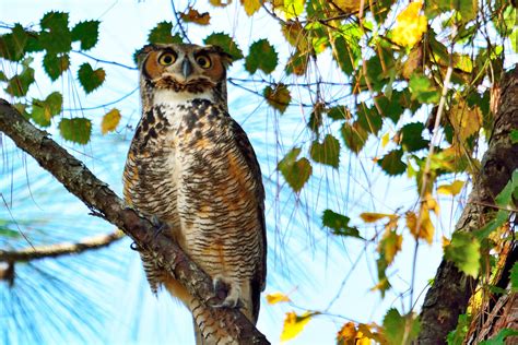 Great Horned Owl Egrete Glade The Resident Crows Were Fur Flickr