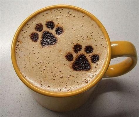 Pin By Ágnes P On Pets And Animals Cat Coffee Art Coffee Art Cat Coffee