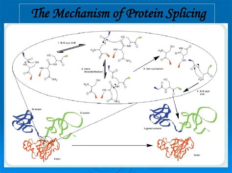 Ppt Intein Mediated Protein Splicing Powerpoint Presentation Free