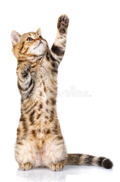 Scottish Tabby Cat Stands Playing Stock Photos Free And Royalty Free