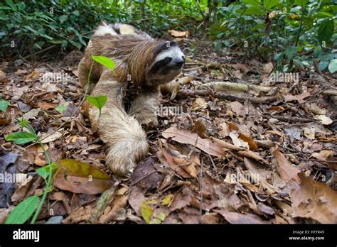 Brown-throated Three-toed Sloth (Bradypus variegatus) male walking on