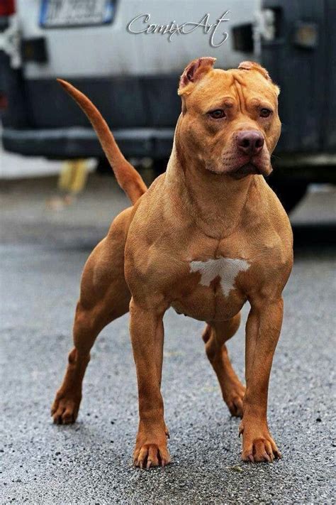 Great Posture Pitbull Terrier Pitbulls American Pitbull Terrier
