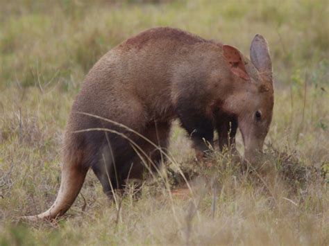 Africas Unusual Species Most Unique And Wonderful Creatures