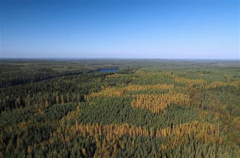 Boreal Forest A United Approach In The Boreal Nature United Long