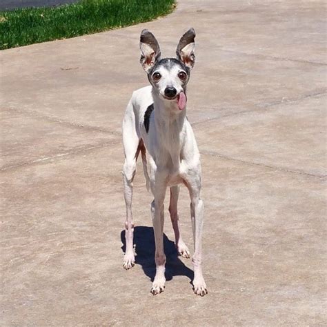 Zappa The Italian Greyhound Is Looking Good On Pack