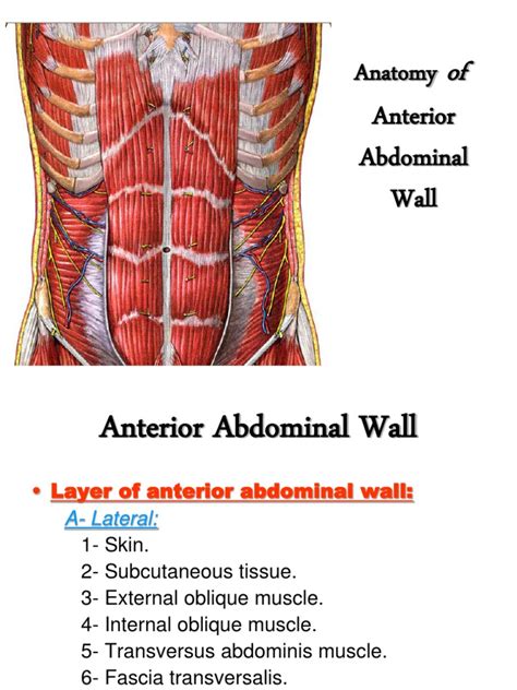 Structures Of The Abdomen Content