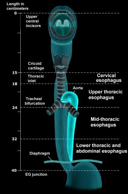 Diagram Diagram Of The Esophagus Mydiagramonline