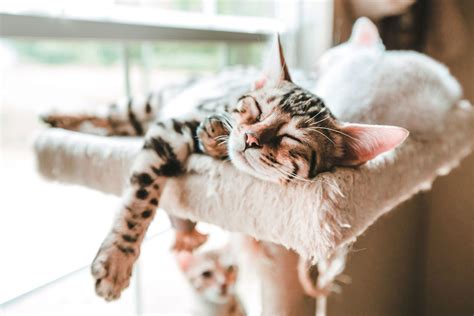 Why Do Cats Sleep So Much 7 Reasons She Snoozes All Day