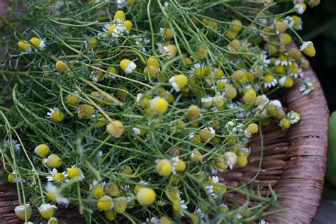 How To Grow Chamomile From Seed In An Organic Herb Garden Gardenary