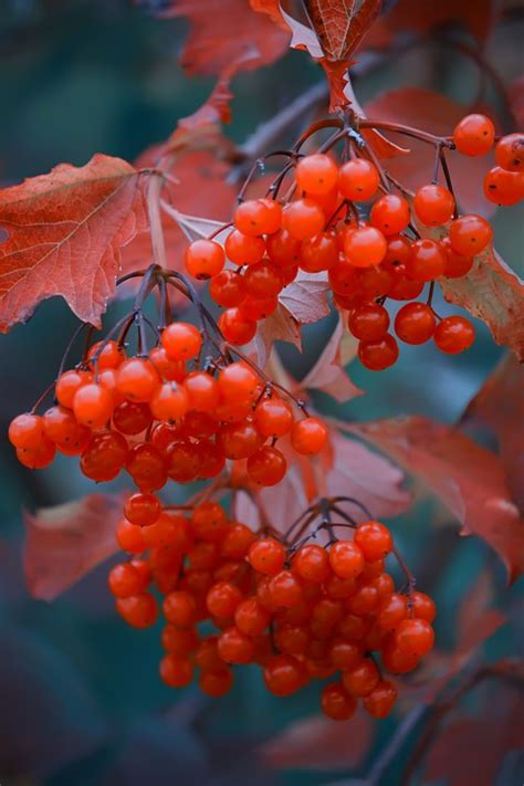Viburnum Red Leaves Free Photo On Pixabay