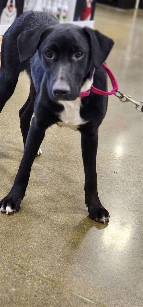 Dog for Adoption - Raven. Nka Nellie, a German Shepherd Dog in Crete