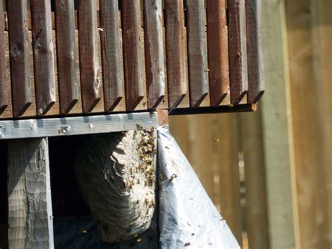 This method applies to get rid of underground hornets nest for hanging nests follow step 2. Wasp Nest Under Deck | Mice