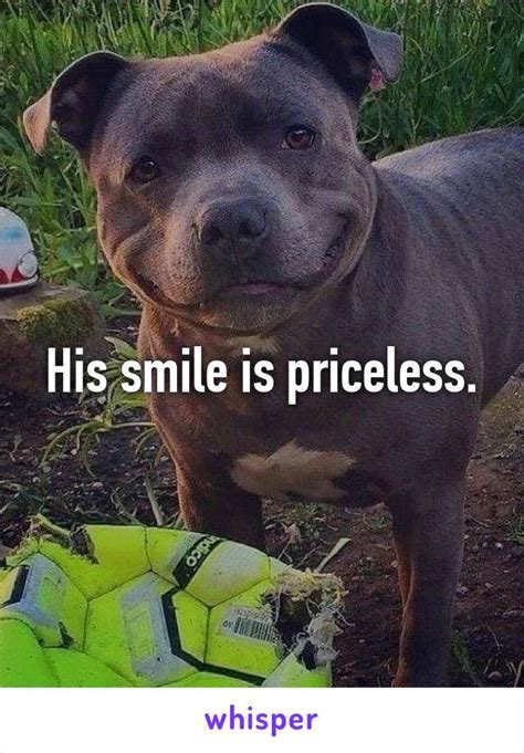 120 Best Pit Bull Memes Images On Pinterest Pit Bull Doggies And Pit
