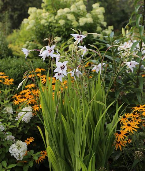 Acidanthera Fragrant Flowers For Late Summer Longfield Gardens