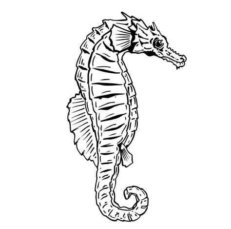 Cute Seahorse Coloring Pages It Consists Of Simple And Intricate