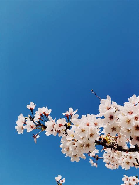 Cherry Blossoms Of Jinhae Robert Koehler Travel Photography