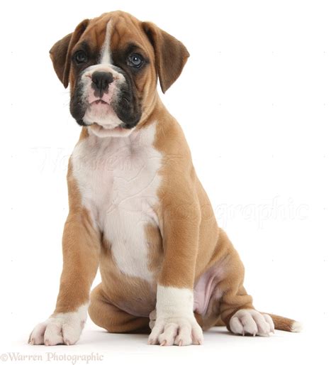 Dog Boxer Puppy Sitting Photo Wp33705