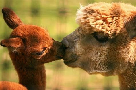 Animal Pair Pictures Animals Kissing Cute Baby Animals Cute Animals