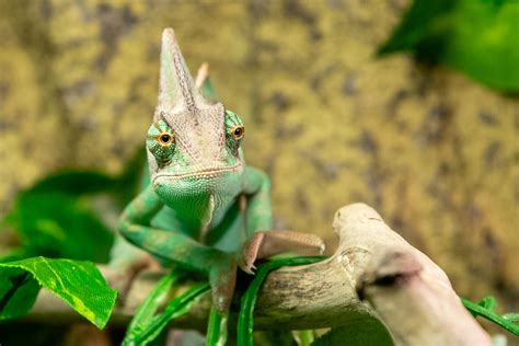 Veiled Chameleon Chamaeleo Calyptratus Slezo Flickr