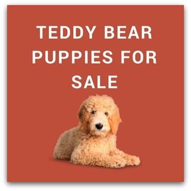 Lancaster puppies advertises puppies for sale in pa, as well as ohio, indiana, new york and other states. Teddy Bear Puppies For Sale - Description Of Each Breed ...