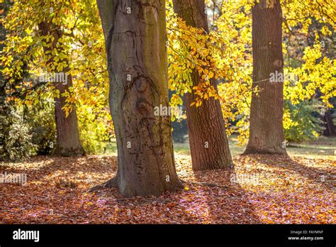 Sunlit Golden Beech Trees In Autumn Fagus Sylvatica Stock Photo Alamy