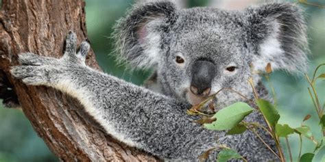 Koalas Declared ‘functionally Extinct After Numbers Fall Below A