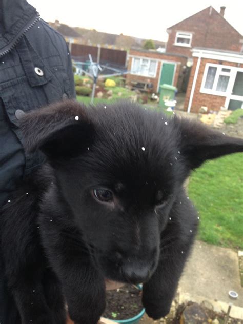Black German Shepherd Puppy In The Snow 8 Weeks Old Adorable And Cute