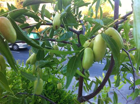 In horticultural usage, the term fruit tree is limited to those that provide fruit for human food. Voices Magazine's Blog: The Last of the Jujubes