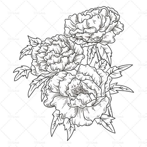 Hand Drawn Peony Flower Simple Strokes Line Drawing