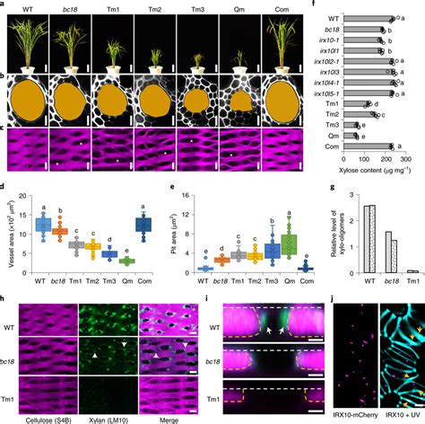 Xylan Nanocompartments Are Assembled By Irx10 And Its Homologues A