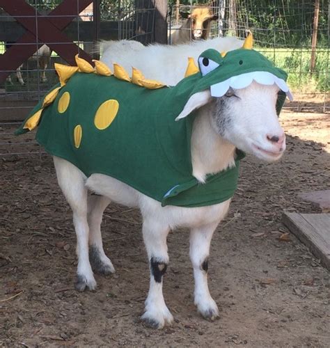 Dont Get Bit — Goats In Costumes