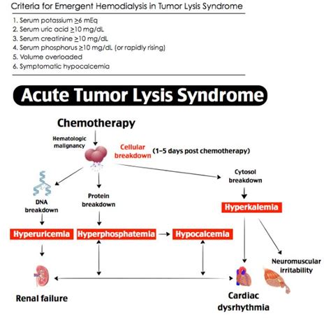 Tumor Lysis Syndrome Bloods
