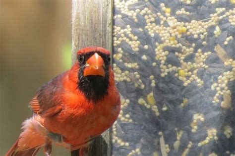 How To Attract Cardinals To Your Yard 5 Things Youll Need Animallama
