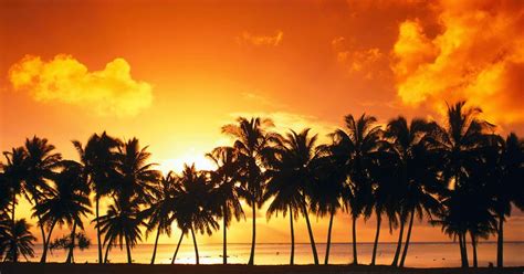 Wallko Coconut Tree At Beach Sunset Wallpaper