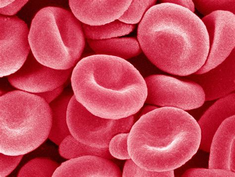 Animals such as mammals, reptiles and amphibians can be made up of millions and millions of cells. Red Blood Cells, Sem Photograph by Susumu Nishinaga