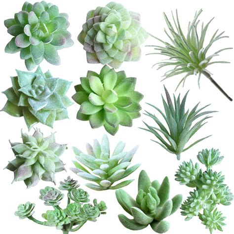 Besides the succulent plant representative species like the jade plant, burro's tail, echeveria elegans, snake plant, and aloe vera, here are over 1,000 types of succulents with pictures for succulent identification, separated by their genera. Types Of Succulent Plants With Pictures - Best Succulent Ideas