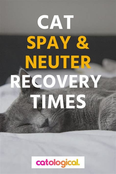 When to neuter your pet. Want to know a little more about the recovery process and ...