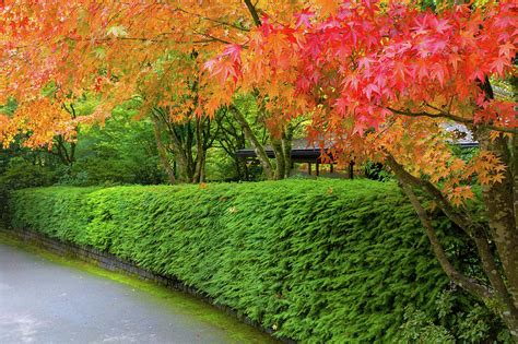 Strolling Path Lined With Japanese Maple Trees In Fall Photograph By