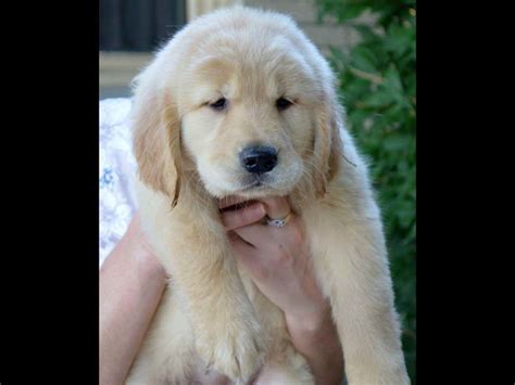 Golden Retriever Rescue Florida Puppy Petsidi