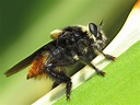 Depredadores de las avispas y abejas - ¡Descubre a sus mayores enemigos!