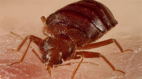 Bed Bug Treatments Dos And Donts