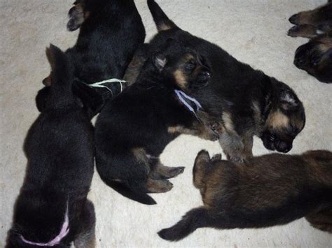 Maybe you would like to learn more about one of these? How do newborn German Shepherd puppies look like? - Quora