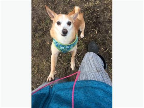 Finding pets for you… submit your happy tail. WANTED! Foster home for small dog for 1 month Victoria ...