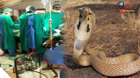 महिला ने दिया सांप के जन्म देखें वीडियो Lady Gives Birth To Snake