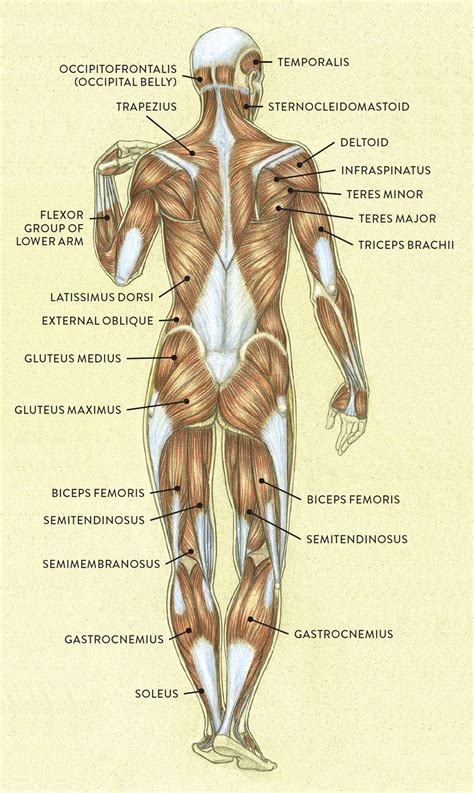 Muscles Of The Body Anatomy