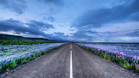 Lupin Field Along The Road Wallpaper Backiee