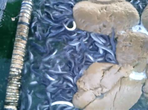Eel Farming In Indonesia Fish Consulting Group
