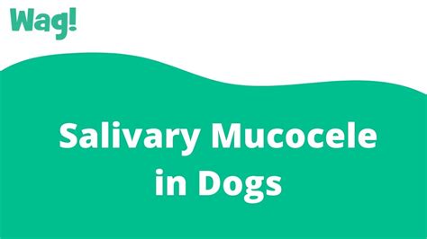 Salivary Mucocele In Dogs Wag Youtube