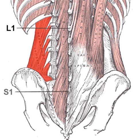 As the abdominal muscles are hard to support externally, treatment involves rest. Quadratus lumborum muscle Wiki